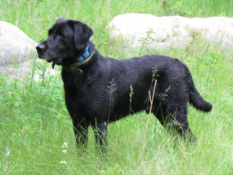 Tiger 2024 mountain labradors